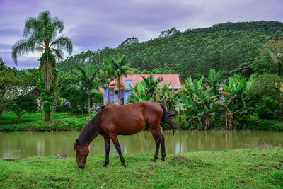 Horse standing on field against trees