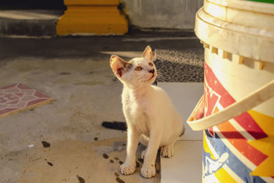 Portrait of a cat looking away