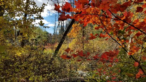 Autumn leaves on tree in forest