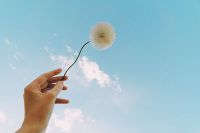 Midsection of person holding dandelion against sky