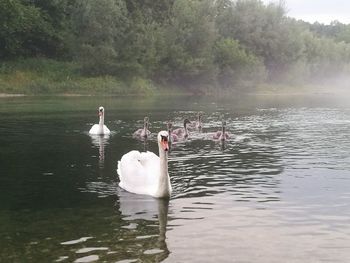 Swan swimming in lake