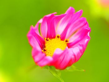 Close-up of pink flower