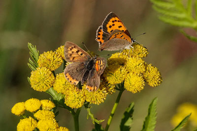 Close-up of butterfly pollinating on yellow flower