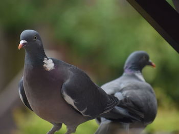 Close-up of pigeon perching