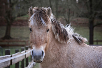 Portrait of horse in pen