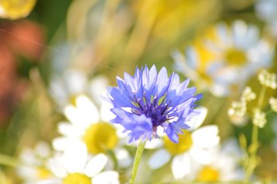 Close-up of purple flowers blooming outdoors