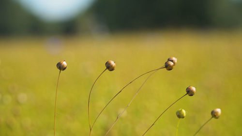 Maturing flax in a large field, almost ready to harvest. flax field in summer. 