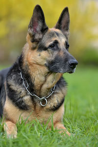 Close-up of dog looking away on field