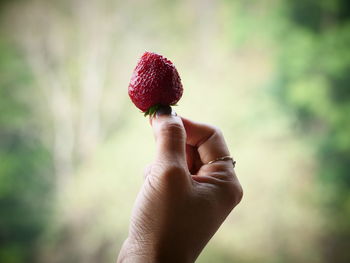 Midsection of person holding strawberry