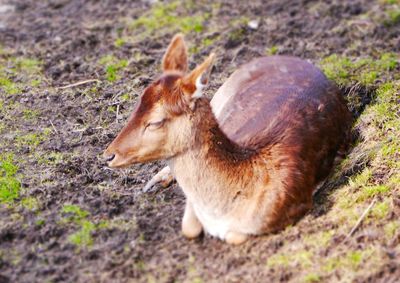 Close-up of horse on field