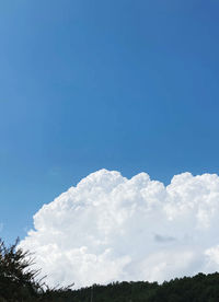 Low angle view of trees against blue sky