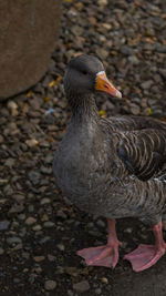 High angle view of duck