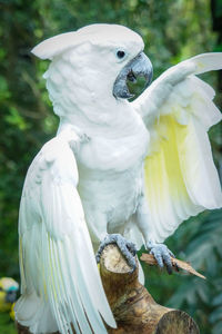 Close-up of parrot perching on a tree