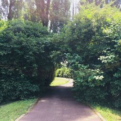 Footpath amidst trees in forest