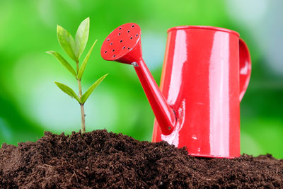 Close-up of red leaf