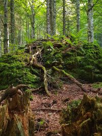 Fallen tree in forest