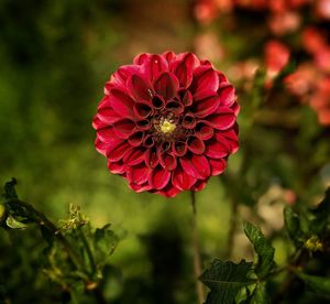 Close-up of red flower blooming outdoors