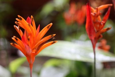 Close-up of orange flower