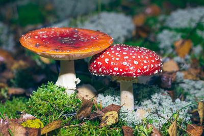 fungus