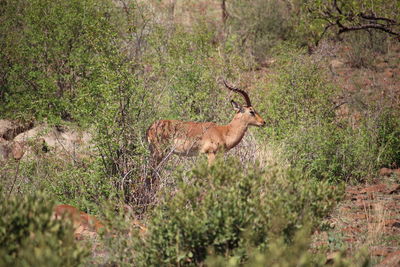 Deer in a grass