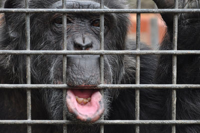 Close-up of monkey in cage at zoo