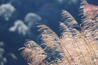 Low angle view of reeds growing against sky