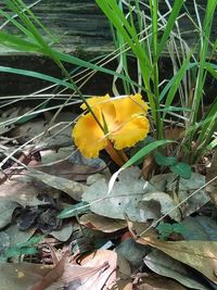 High angle view of yellow flowers blooming on field