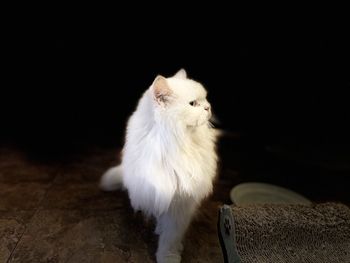 Close-up of cat looking away