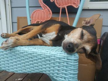 Dog sleeping on chair on the porch