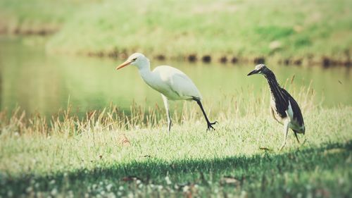 Gray heron on grass