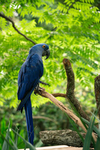 Bird perching on railing