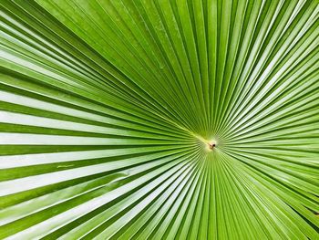 Full frame shot of palm tree