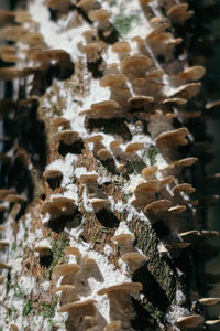 Close up of leaves