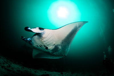 Fish swimming in sea