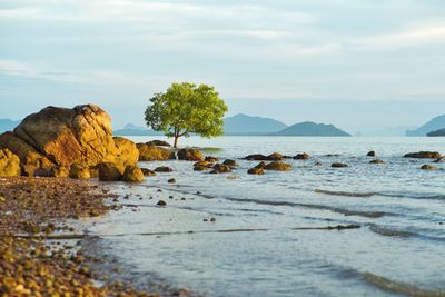 Isolated mangrove tree grows on the coast with rock and landscape of sea in background in morning