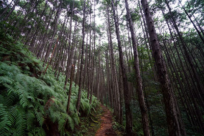 Panoramic view of trees in forest