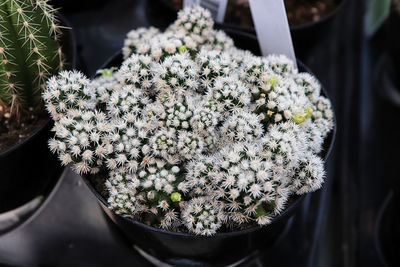 An arizona snowcap cactus covered in white spines.