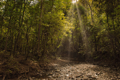 Trees in forest