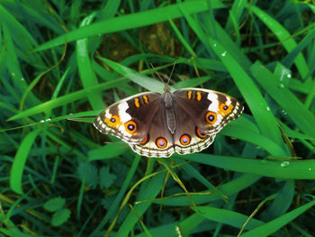 High angle view of butterfly on grass