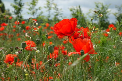 Close-up of red poppy flowers on field