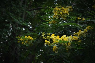 Close-up of yellow flowering plant