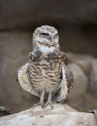 A small burrowing owl stands at attention as it tries to look out into the distance