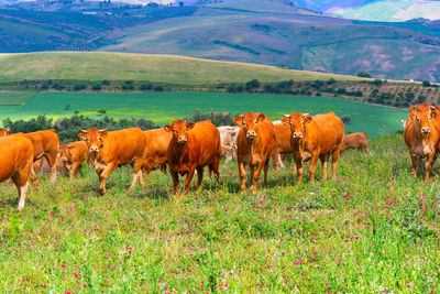 Horses in a field