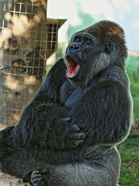 Close-up of monkey in zoo