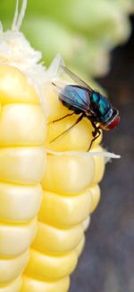 Close-up of insect on flower