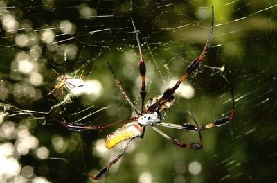 Close-up of spider web