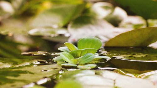 Green water plants on natural light background.