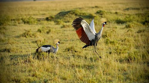 View of birds on field