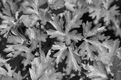 Full frame shot of wet leaves on rainy day