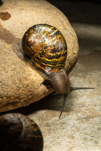 Close-up of snail on rock